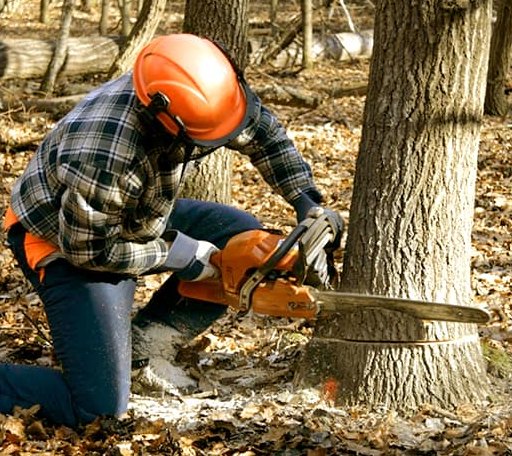Tree Removal in Rosston, TX